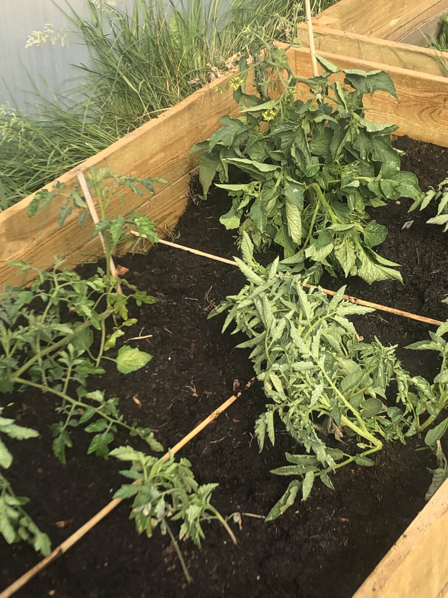 VE day, volleyball and gardening