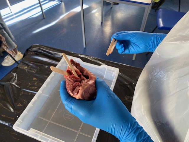 Practical Science-Hearts and digestion