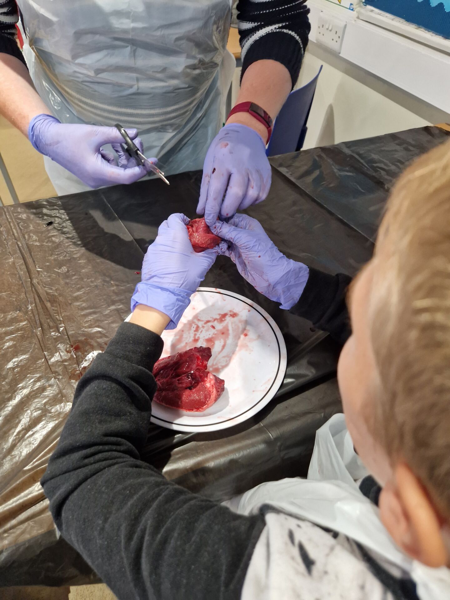 Practical Science-Hearts and digestion