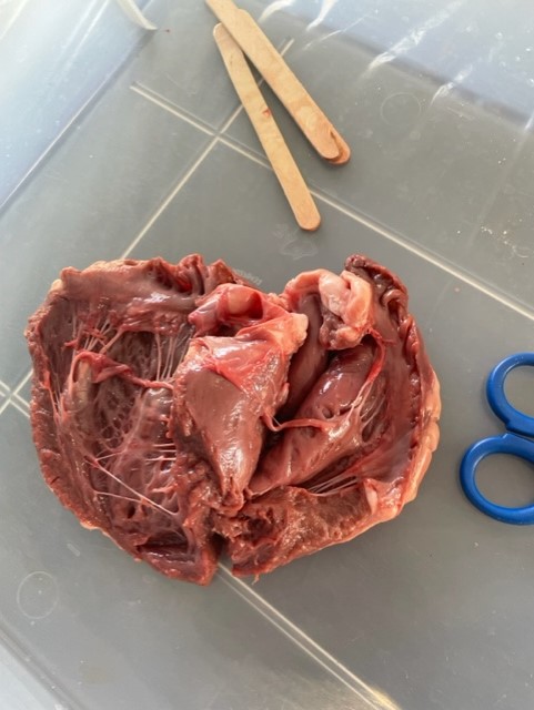 Practical Science-Hearts and digestion